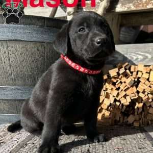 Mason, Black Labrador Retriever Puppy